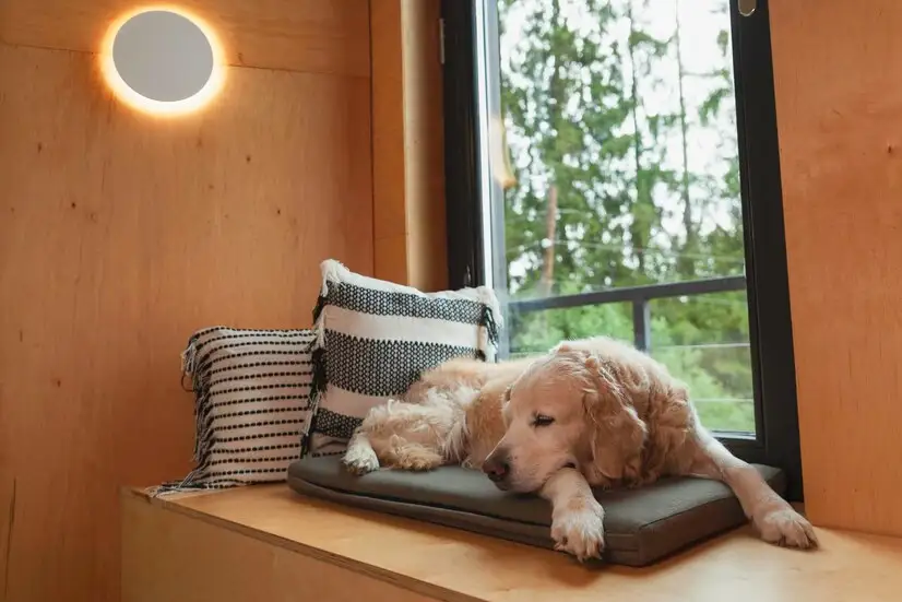 Creating the Ideal Resting Space for Your Dog in Your Home