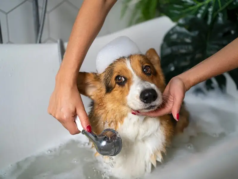 Îngrijirea blănii și a danturii câinelui: Un ghid complet pentru un prieten sănătos și fericit