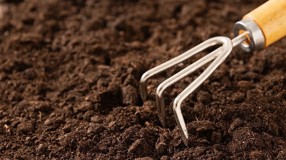 Cum îți protejezi grădina în fața schimbărilor climatice: ghid complet pentru plante rezistente și recolte sănătoase