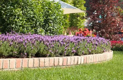 Useful Solutions for Eliminating Slugs from the Garden