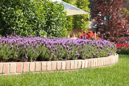 Soluții utile pentru stârpirea limacșilor din grădină