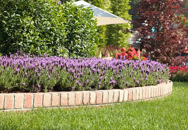 Useful Solutions for Eliminating Slugs from the Garden