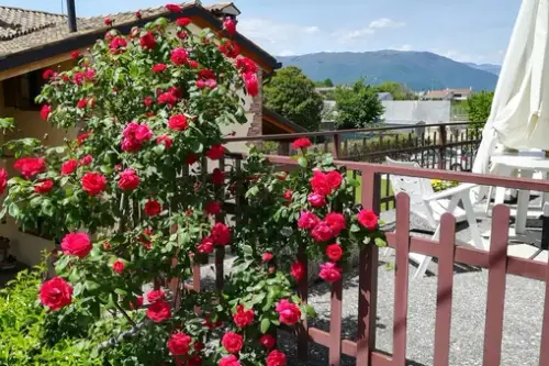 Gardul și rolul său în amenajarea unei terase