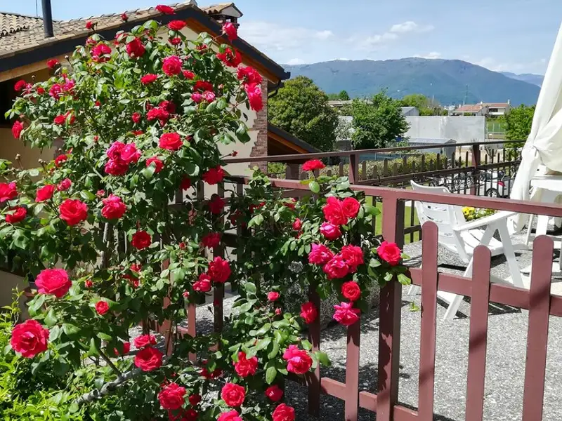 Gardul și rolul său în amenajarea unei terase