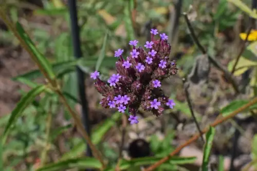 Plante care indeparteaza tantarii