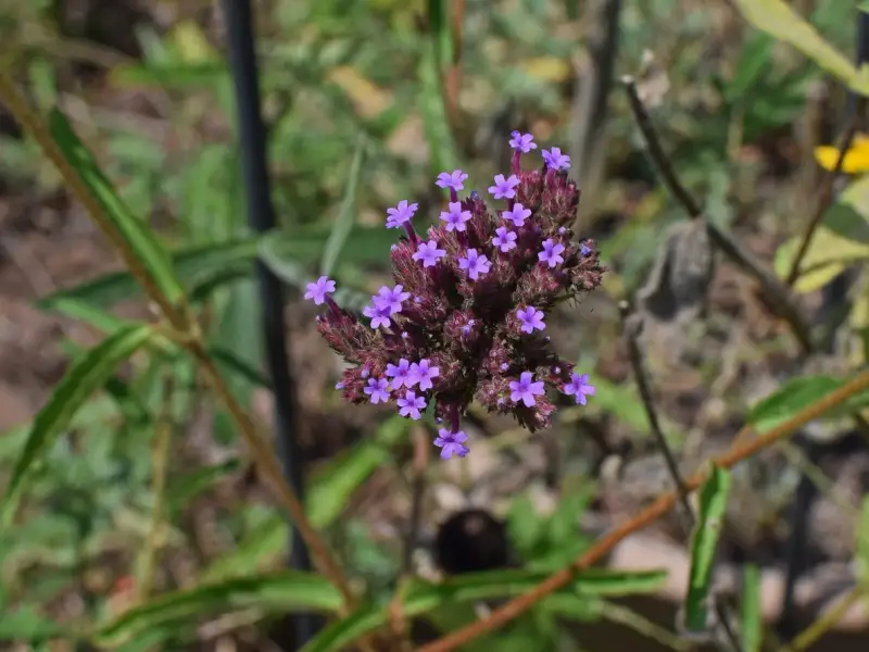 Plante care indeparteaza tantarii