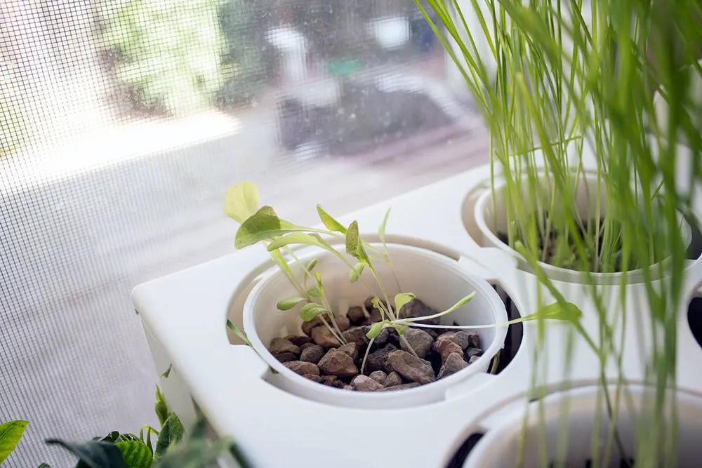 Acvariul care se curata singur