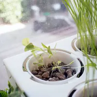 Acvariul care se curata singur