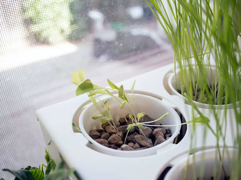 Acvariul care se curata singur