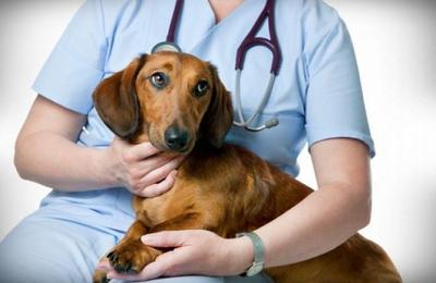 Vineri, 5 iulie, are loc evenimentul comunitar anual Spay Day, organizat USAMV