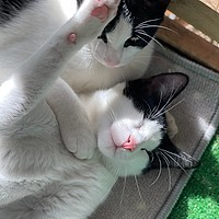 Adopții pisici în Bucuresti Viața este mai frumoasă cu o pisică acasă!