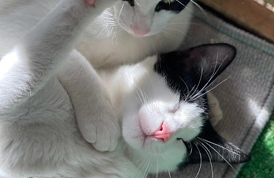 Adopții pisici în Bucuresti Viața este mai frumoasă cu o pisică acasă!