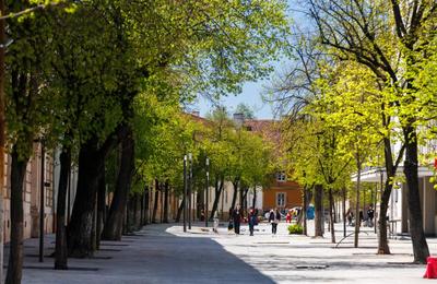 Primarul Emil Boc a pornit o amplă campanie din dorința de a arăta că orașul este verde, nu plin de betoane