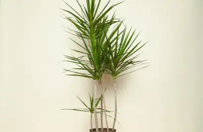 Dracaena marginata sau copacul dragon – din Madagascar, in interiorul locuintei tale