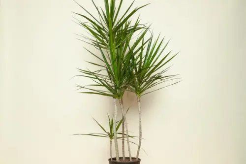 Dracaena marginata sau copacul dragon – din Madagascar, in interiorul locuintei tale