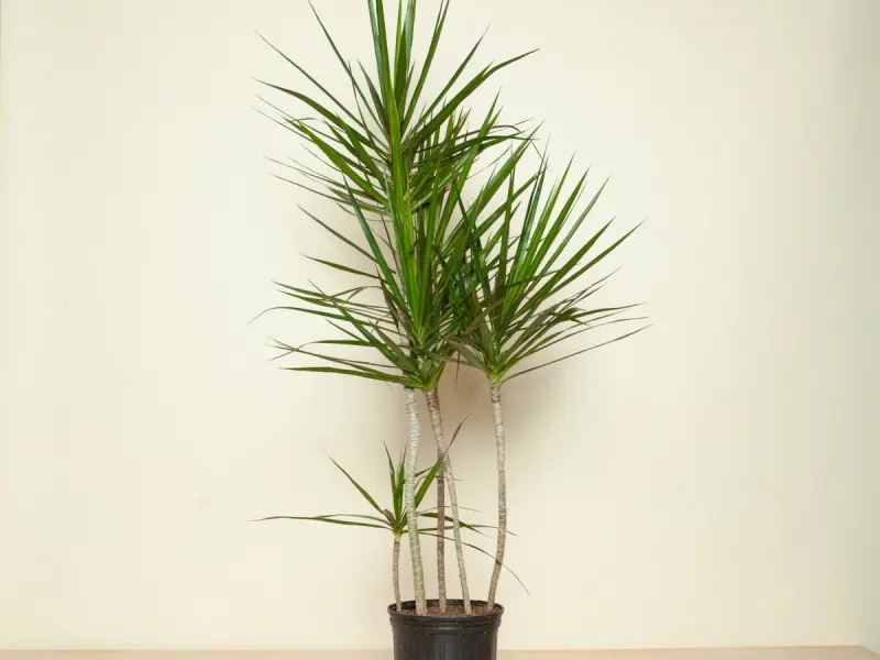 Dracaena marginata sau copacul dragon – din Madagascar, in interiorul locuintei tale