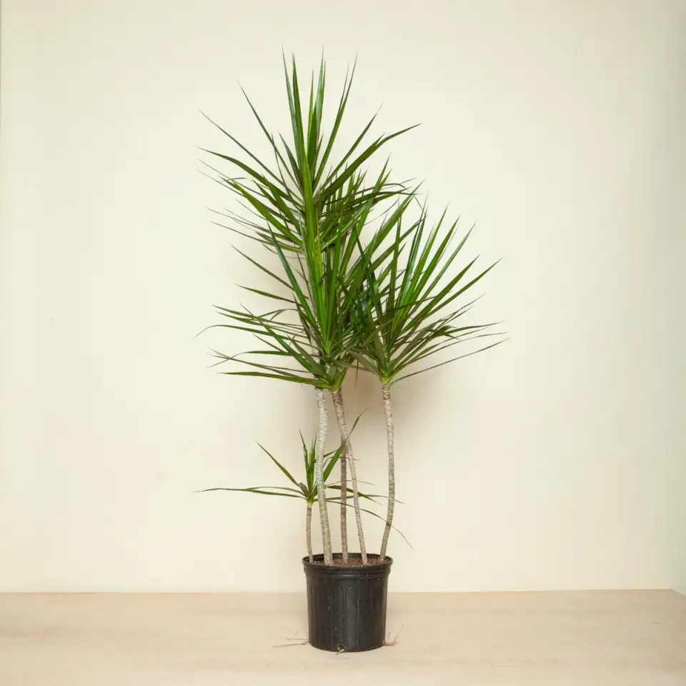 Dragon Tree Care: Bringing Madagascar's Dracaena Marginata Indoors
