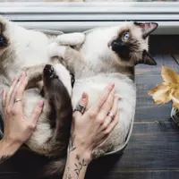 Sfaturi pentru a crea un mediu confortabil și stimulativ pentru pisici în locuințe cu spațiu limitat.