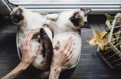 Tips for Creating a Comfortable and Stimulating Environment for Cats in Small Homes