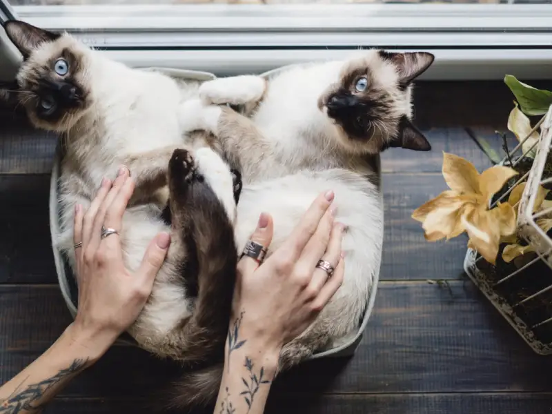 Sfaturi pentru a crea un mediu confortabil și stimulativ pentru pisici în locuințe cu spațiu limitat.