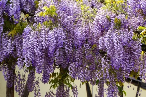 Glicina – o floare ca o cascada parfumata