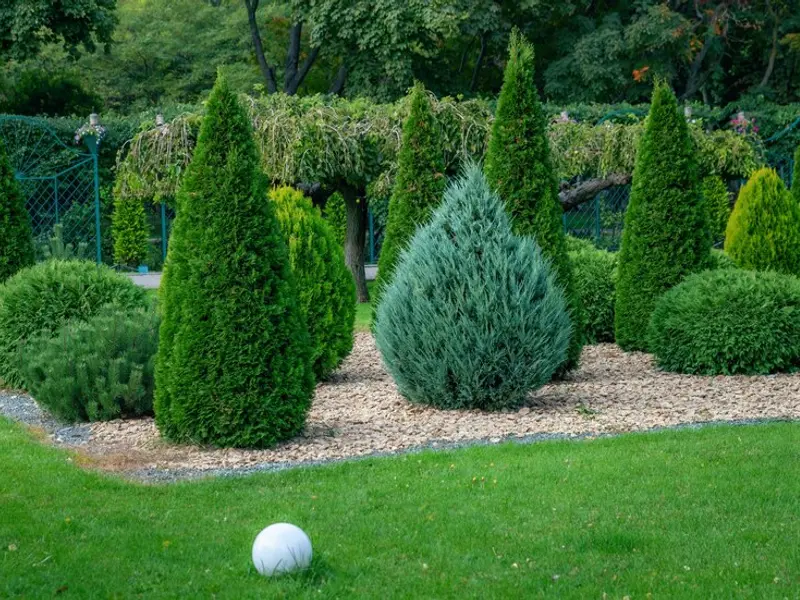 Grădină amenajată cu stil: Tipuri de brazi ornamentali ideali într-o gradină chic