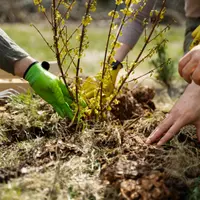Plante companion: Plantează flori și plante aromatice lângă legume pentru protecție împotriva dăunătorilor