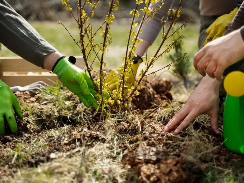Plante companion: Plantează flori și plante aromatice lângă legume pentru protecție împotriva dăunătorilor