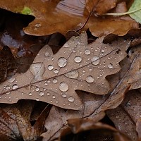 Prognoza meteo, 4 decembrie. Iarna se lasă așteptată. Temperaturi de toamnă târzie si ploi slabe în țară
