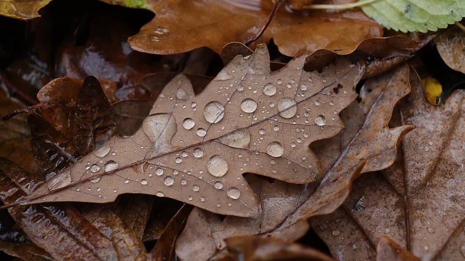 Prognoza meteo, 4 decembrie. Iarna se lasă așteptată. Temperaturi de toamnă târzie si ploi slabe în țară