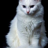 Pisicile vor concura în frumusețe la Sala Palatului, între 10 și 11 mai. Vizitatorii din București sunt invitați să participe la Spring International Catshow Bucharest