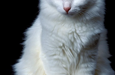 Pisicile vor concura în frumusețe la Sala Palatului, între 10 și 11 mai. Vizitatorii din București sunt invitați să participe la Spring International Catshow Bucharest