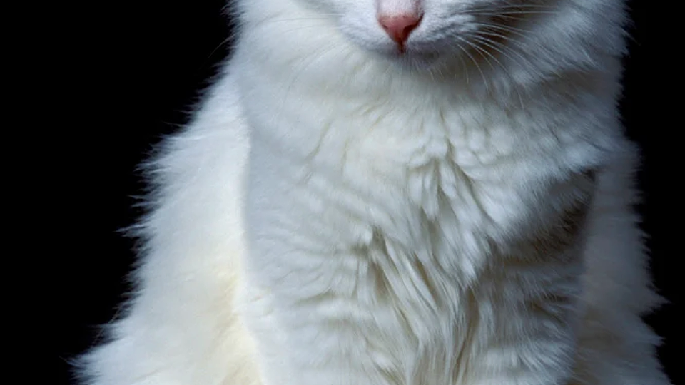 Pisicile vor concura în frumusețe la Sala Palatului, între 10 și 11 mai. Vizitatorii din București sunt invitați să participe la Spring International Catshow Bucharest
