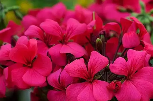 Cum se ingrijeste muscata?