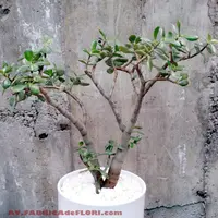 Plante suculente: Crassula Ovata (Banutul)