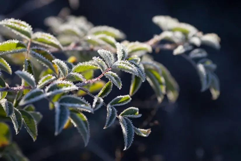 Tot 10 soluții pentru protejarea contra înghețului a plantelor de exterior