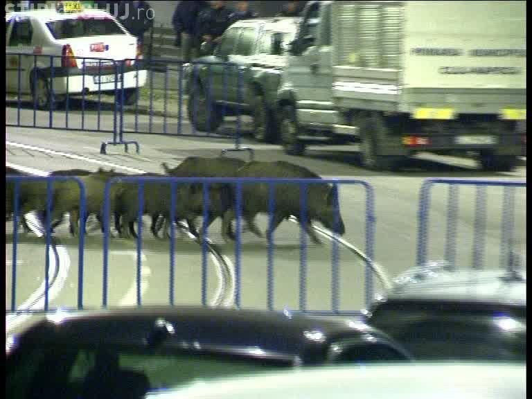 Un cetățean din Cluj a lovit un mistreț, iar Primăria Cluj-Napoca trebuie să-i acorde despăgubiri