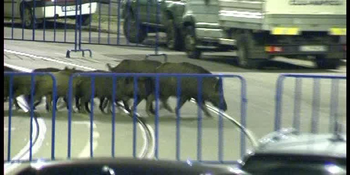 Un cetățean din Cluj a lovit un mistreț, iar Primăria Cluj-Napoca trebuie să-i acorde despăgubiri