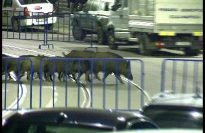 Un cetățean din Cluj a lovit un mistreț, iar Primăria Cluj-Napoca trebuie să-i acorde despăgubiri