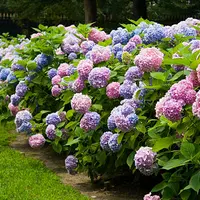 Top 5 sfaturi pentru Îngrijirea Hortensiei în Grădină