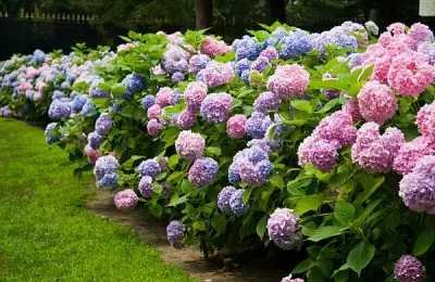 Top 5 Tips for Hydrangea Care in the Garden