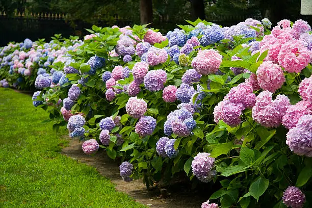 Top 5 Tips for Hydrangea Care in the Garden