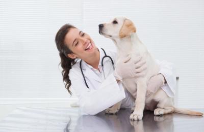 Ce este valvulopatia mitrală la câini și de ce este important să te prezinți la un cabinet veterinar din Suceava