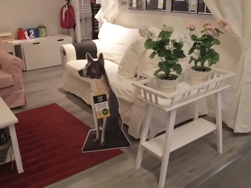 Caini de pe strada integrati in campanii publicitare