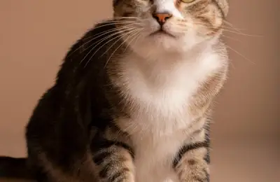 Apartment Cat Nutrition: A Guide to a Balanced Diet