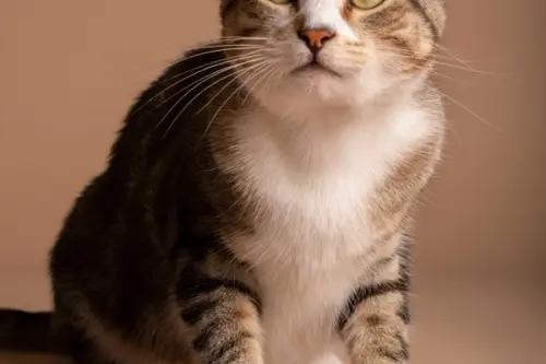 Alimentația pisicilor de apartament: ghid pentru o dietă echilibrată