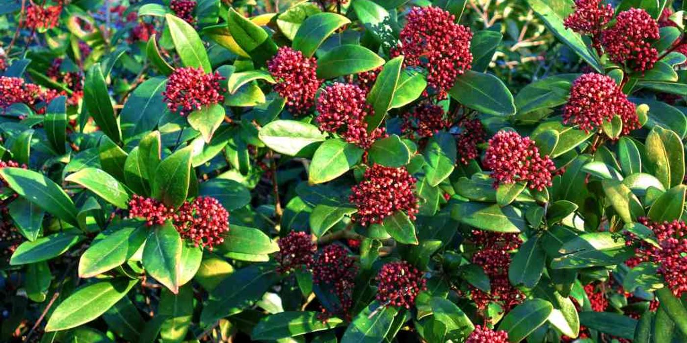 Skimmia japonica, tufele care iubesc umbra