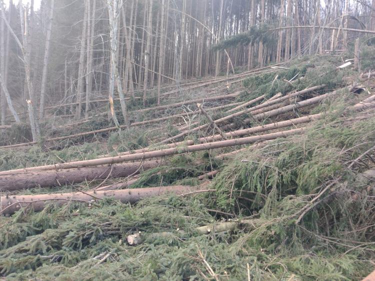 Sectorul de drum Mărgău Răchițele, afectat de căderea mai multor arbori aflați în apropierea drumului