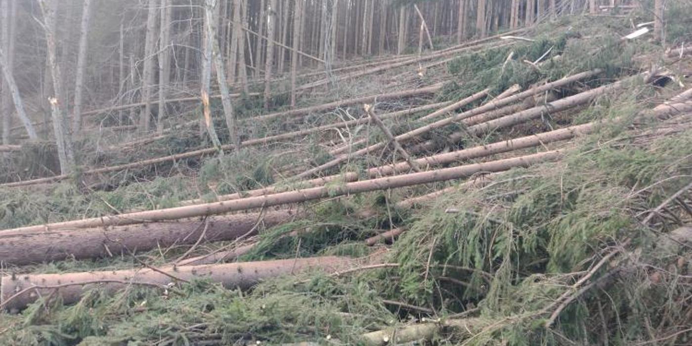 Sectorul de drum Mărgău Răchițele, afectat de căderea mai multor arbori aflați în apropierea drumului