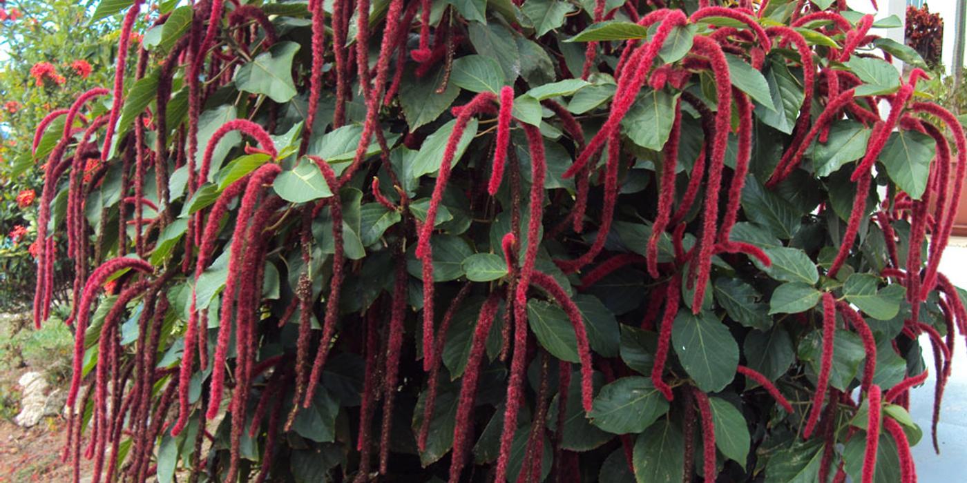 Planta Coadă de maimuţă, o plantă din sudul Pacificului